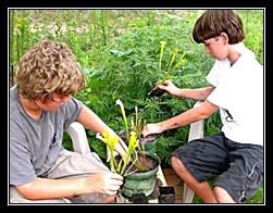 planting carnivorous plants